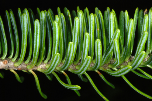 Balsam fir (Abies balsamea)