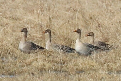Ánsar campestre de la taiga (Anser fabalis)