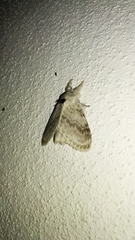 Apotolype brevicrista