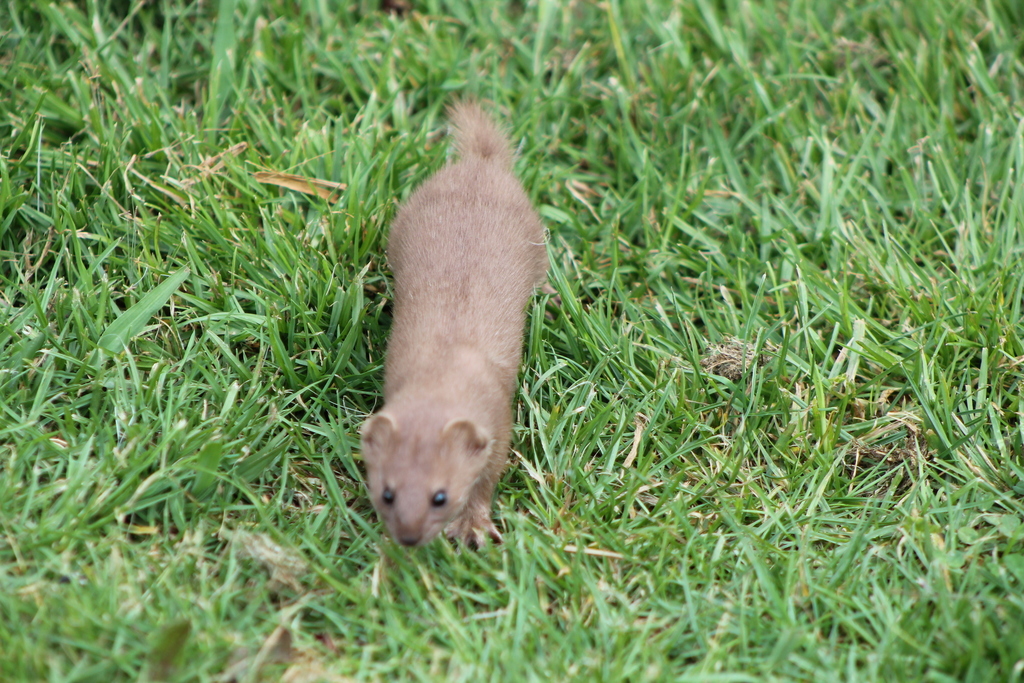 Least Weasel