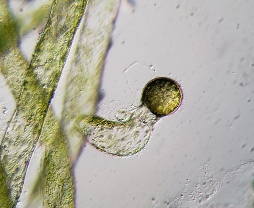 Vaucheria canalicularis, 2023-03-20