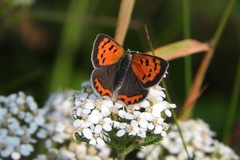 Lycaena phlaeas hypophlaeas