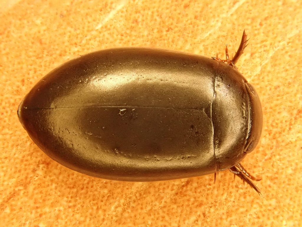 Gaurodytes