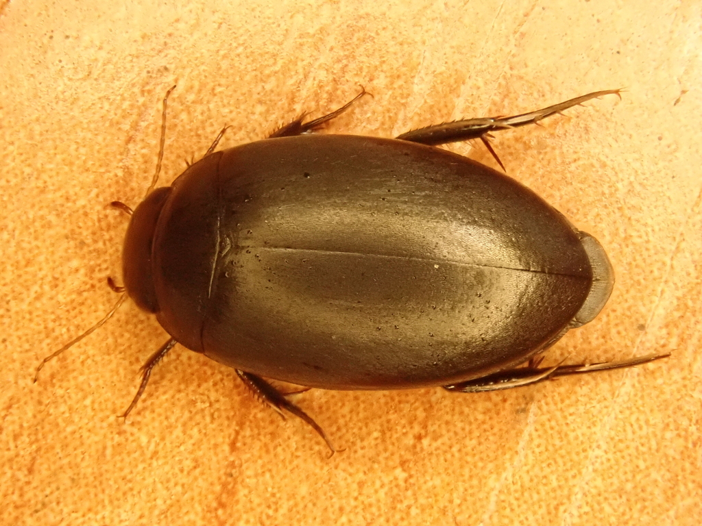 Ilybius aenescens