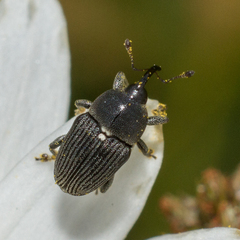 Odontocorynus