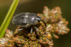Odontocorynus