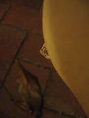 Endotricha repandalis