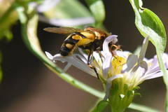 Helophilus obscurus