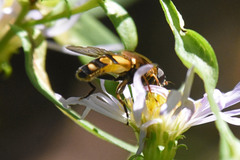 Helophilus obscurus
