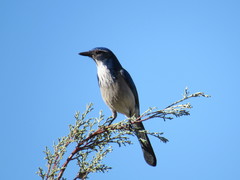 Aphelocoma californica