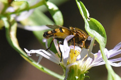 Helophilus obscurus