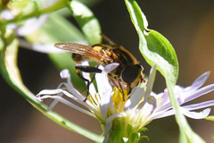 Helophilus obscurus