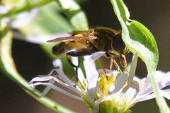 Helophilus obscurus
