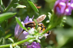 Helophilus obscurus