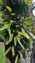 Pleopeltis polylepis