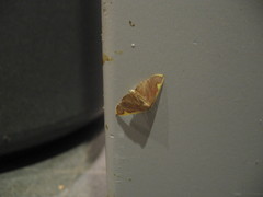 Nothomiza flavicosta