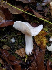 Hygrophorus sitchensis