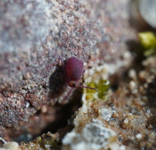 Representative image of Stenacidia