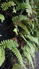 Pleopeltis polypodioides