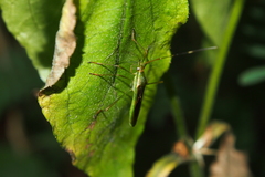Leptocorisa acuta