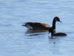 Branta canadensis