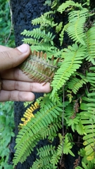 Pleopeltis polypodioides