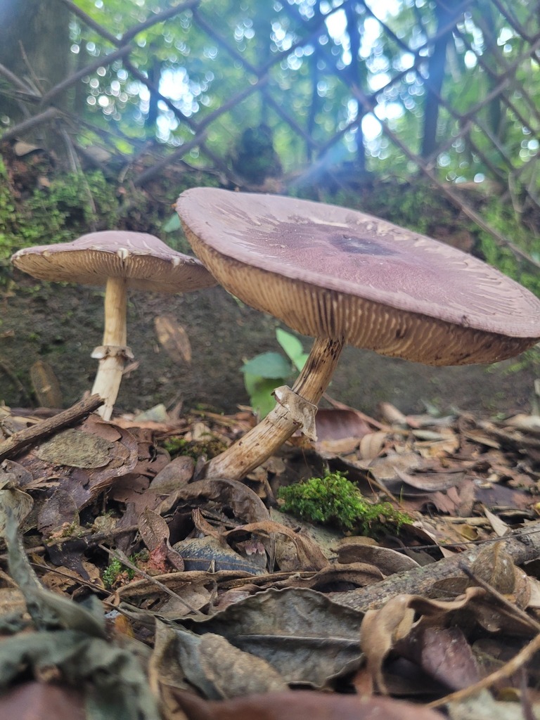 Leucocoprinus lilaceus · March 2023 · photo: © crislemes (iNaturalist, cc-by)