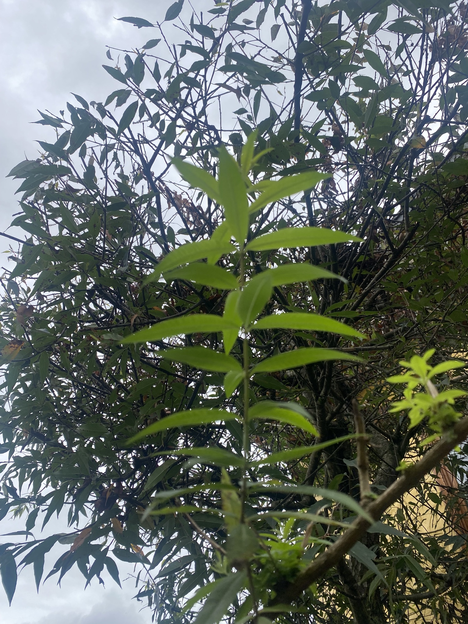 Aloysia citrodora image