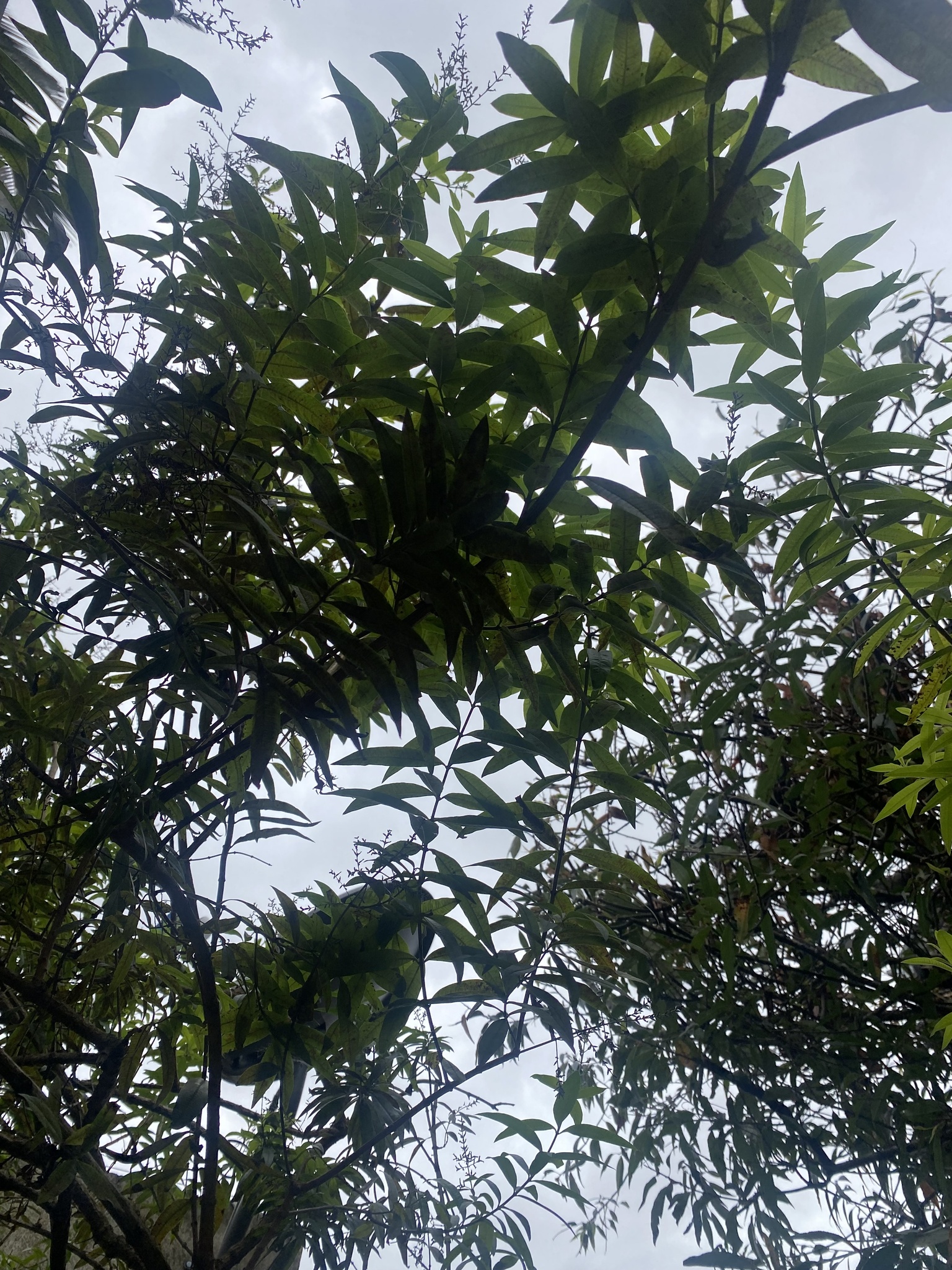 Aloysia image