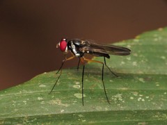 Tanypezidae