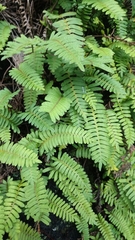 Pleopeltis polypodioides