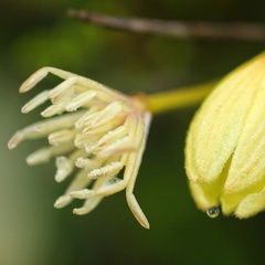 Clematis afoliata