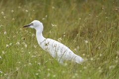 Bubulcus ibis image