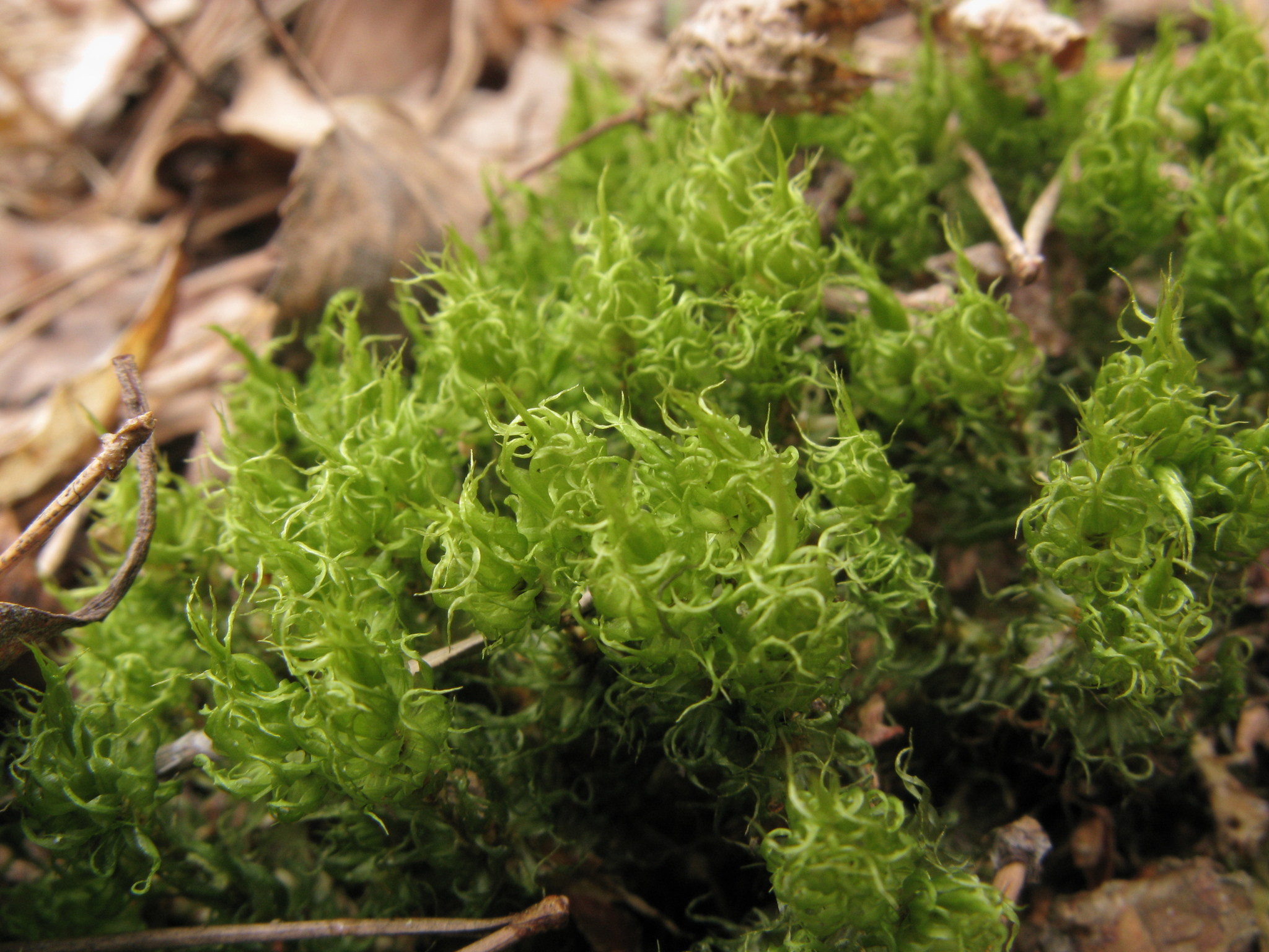 Dicranum spurium