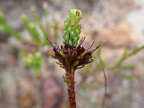 Image of Blacktip Heath (Erica bruniifolia) by (c) Ren Hoekstra, some rights reserved (CC BY)