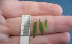 Pseudaulacaspis eugeniae