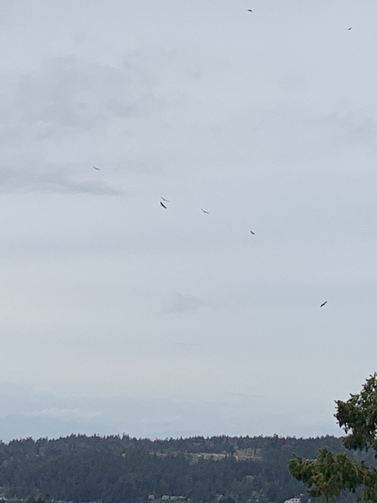 Haliaeetus leucocephalus from Keats Island, Sunshine Coast, BC, CA on 2023년 04월 10일 (월) at 12:34 오후 by alprocyk... 
