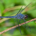 Slaty Skimmer - Photo (c) Greg Lasley, some rights reserved (CC BY-NC), uploaded by Greg Lasley