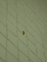Orvasca subnotata
