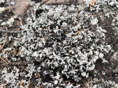 Stereocaulon dactylophyllum