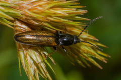 Oestodes tenuicollis