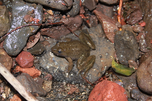 Smooth-backed Frog