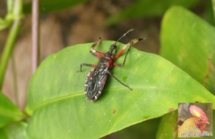 Amulius