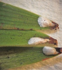 Pseudaulacaspis eugeniae