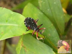 Amulius