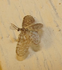 Nallachius americanus