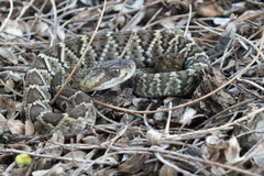 Crotalus basiliscus