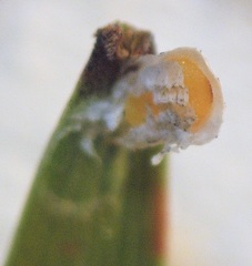 Pseudaulacaspis eugeniae