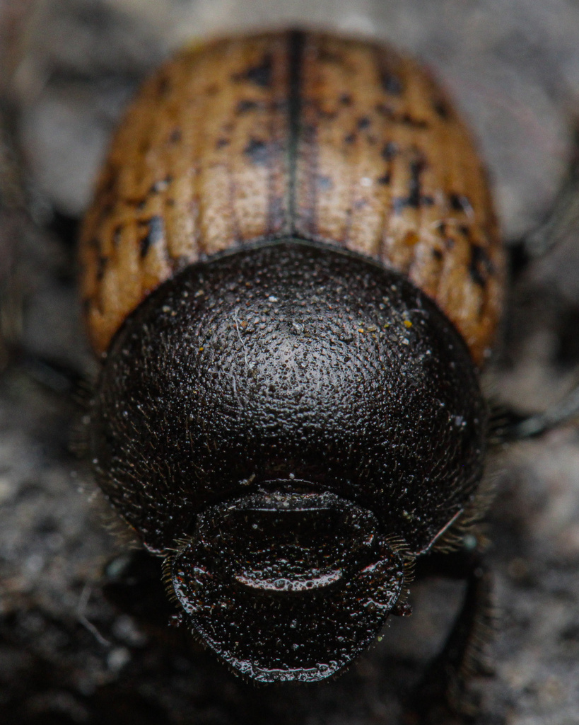 Onthophagus fracticornis
