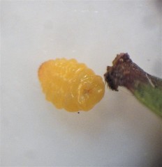 Pseudaulacaspis eugeniae